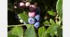 Peru's blueberry sector reports 30% average annual growth