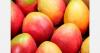 Taiwanese Irwin mangoes debut in UK market trial