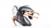 Int'l dance company arrives in Israel, proving Hora can be a state of mind