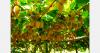 India's Arunachal Pradesh sends first 1.5-tonne kiwifruit shipment to Dubai