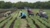 P.E.I. declines Ottawa's offer to let rural employers hire more temporary foreign workers
