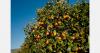 Red spider mites, thrips, and mealybugs threaten Valencia's citrus industry
