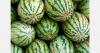 In 2024, watermelon growers in Almería earned 200% more than those in Senegal or Turkey