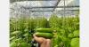 Managed hydroponic farms offer hands-off entry into protected cultivation