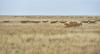 Kazakhstan’s Saiga Population Surpasses 4.6 Million