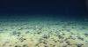 Federal government weighs seabed mineral mining off Virginia coast