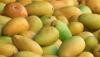 Maldives receives first shipment of Indian Neelam, Totapuri mangoes