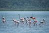 Flamingos can’t be bribed