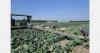 "Selling cauliflower is no easy task in barbecue weather"