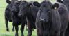 Thainstone lead store cattle at £2860 and 529p per kg for Limousin bullocks
