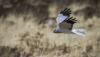 Resourceful raptors: Sky dancing hen harriers are fierce survivors