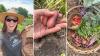 Maryland gardener starts digging potatoes, and ends up with her favorite backyard harvest yet
