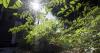 Louisiana's summer heat can benefit your vegetable garden. Plant expert Dan Gill shares how.