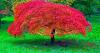 Japanese maples can grow stronger if 1 natural item is scattered on soil now