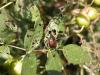 To fight Japanese beetles, don’t overwater grass
