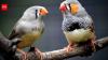 Scientist wins $100,000 after zebra finch research suggests birds understand the meaning behind their calls