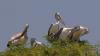 From Kheechan to Kamrup, birds are driving tourism