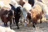 Government reviewing additional FMD aid for sheep and goat farmers