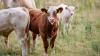 GB farms see rise in cattle numbers under 12 months