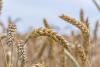 Kansas Wheat to host free Wheat Rx programs in Hays and Wichita