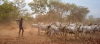 Think tank urges dialogue over stalled cattle withdrawal order in Equatoria