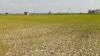 End of dry spell? Monsoon shifts gears to cover central India, reaches Delhi on...