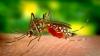 Kerala Health Minister warns of dengue outbreak in TVM over poor waste management