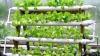 Why an obscure Danish greenhouse experiment with hydroponic wheat could reshape global agriculture