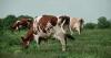 This Week in Agribusiness, June 27, 2026