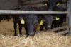 Integrating dairy calf to beef systems in Northern Ireland