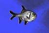 Light Pollution is Causing Fish to Live Miserable, Bitter Lives, Researchers Find