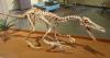 New Dinosaur Discovery Suggests Velociraptors Spread Across Ancient Supercontinent