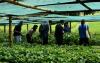 World : Myanmar Destroys RM2.5 Bln Worth Of Seized Drugs, Promotes Coffee As Alternative To Opium Poppy