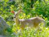 This week’s Minnesota DNR
