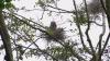Seattle nonprofit urges review of Ballard development over impact on Heron colony