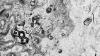 Ancient Maya city hidden for more than millennium discovered in Mexico