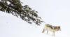 Wyoming Game and Fish proposes cutting wolf hunting season in half