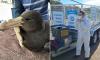 Authorities confirm a fourth case of bird flu has been detected in Australia