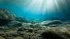Scientists find ancient microbial life in places it shouldn't exist
