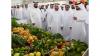 Mango Festival 2026 kicks off in UAE at Expo Khorfakkan