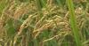 Guinea PM sees Chinese hybrid rice as path to food security