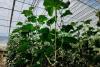 Hotan greenhouses use smart farming to strengthen food security