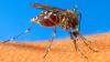 Millions of mosquitoes could be released as West Nile concerns grow in Georgia