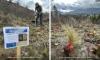 Improving health, resilience and long-term sustainability of forests in West Kootenay