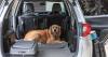 With Utah wildfires raging, include pets in your emergency preparedness plan