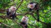 Climate change is driving capuchin monkey mothers to abandon their infants