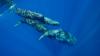 Scientists Found Sperm Whales May Have Their Own Regional Accents