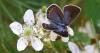 Real estate deal benefits imperiled state butterfly