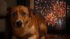Los Angeles doggy daycare helps dogs beat fireworks anxiety with training programme for calmer future