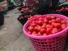 Kumasi tomato traders push for revival of local tomato industry 